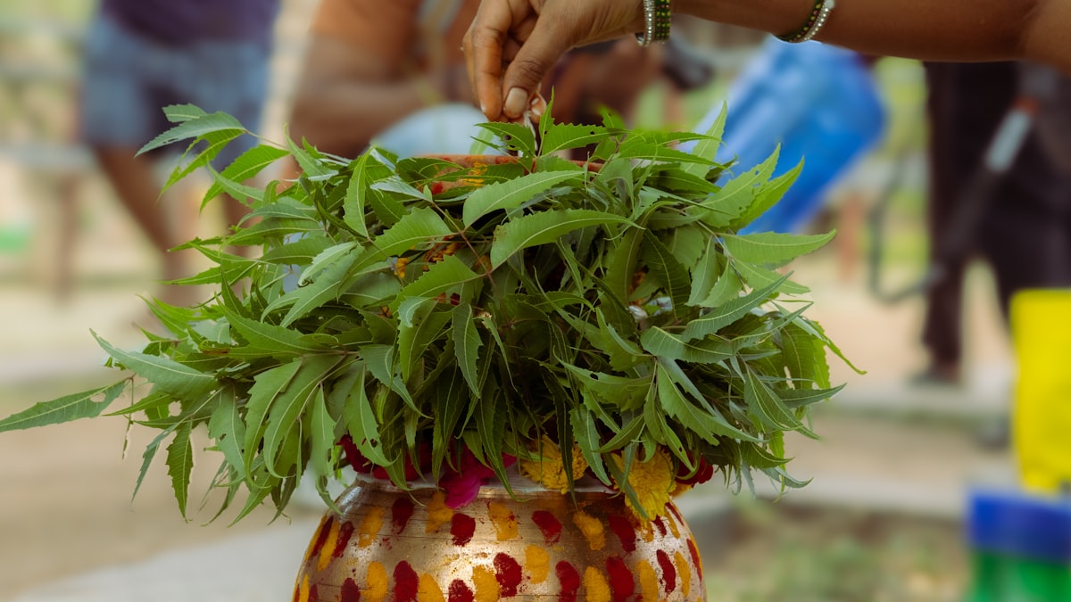 Herbal preparations and traditional remedies